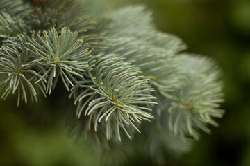 Christmas tree branch