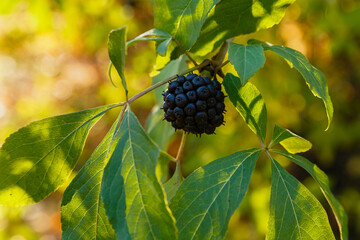 Berries of Eleutherococcus senticosus on the bush of Eleutherococcus. Eleutherococcus is a genus of...