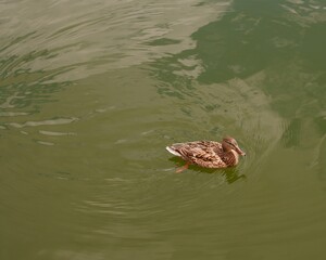The duck swims in green water. The female duck in the center of the photo on a green background. Animals in the city park. Beautiful feathers, circles on the water. Minimalistic photo.