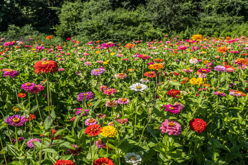 Colorful zinnias in a field