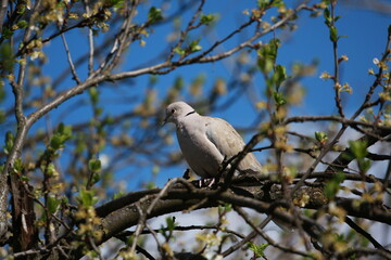 dove on the tree