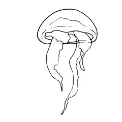 Hand draw illustration jellyfish. Line art. Jellyfish clipart. Logo design
