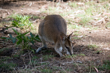 the agile wallaby is eating grass