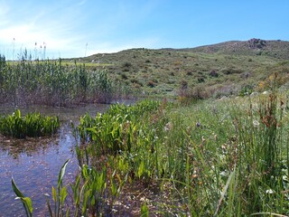 Little Blackberry Lake