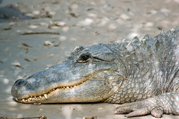the alligator has sharp pointed teeth