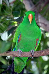 this is a close up of a male eclectus parrot