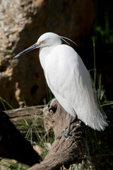 this is a side view of a  little egret