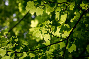 green leaves in sunlight
