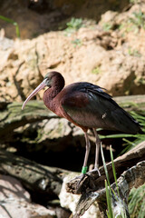 this is a side view of a  glossy ibis