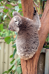 this is a 10 month old joey koala rescued from the bush fires on kangaroo island