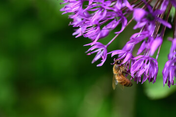 a small honey bee searches for pollen and food on an ornamental onion flower