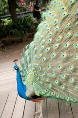 Obraz premium the peacock is looking for a mate