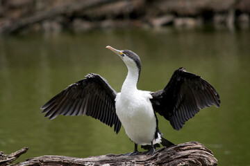 Fototapeta premium the pied cormorant is drying his wings