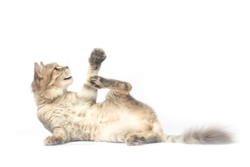 playful cat on a white background