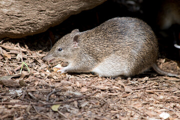 this is a side view of a Southern brown bandicoot