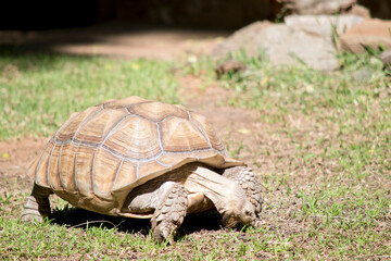 the tortoise is all brown to match his surroundings