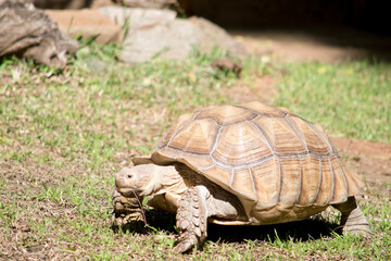 the tortoise is all brown to match his surroundings