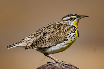 Fototapeta premium a sparrow