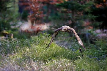Close-up portrait of brown bird of prey flying directly to a camera on background of colorful...