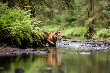 Obraz na płótnie Canvas The largest cat in the world, Siberian tiger, hunts in a creek amid a green forest. Top predator in a natural environment. Panthera Tigris Altaica.