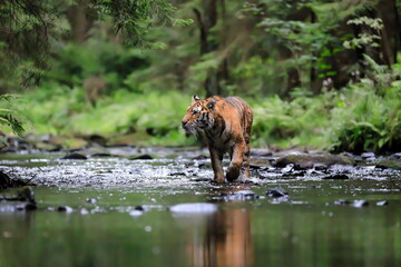 The largest cat in the world, Siberian tiger, hunts in a creek amid a green forest. Top predator in...