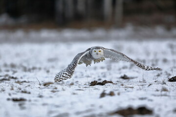A great strong white owl with huge yellow eyes and wide spread wings flying above snowy steppe. Snowy Owl, Bubo scandiacus.