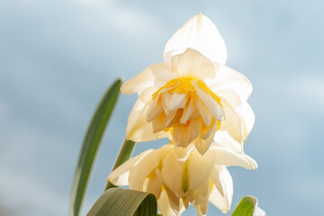 yellow daffodil flower