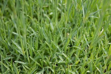 Green carnation stalk stalk. 05.06.2021 17:00