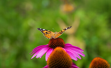 Schmetterling auf einer pinken Blume
