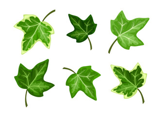 Vector set of green ivy leaves isolated on a white background. - obrazy, fototapety, plakaty
