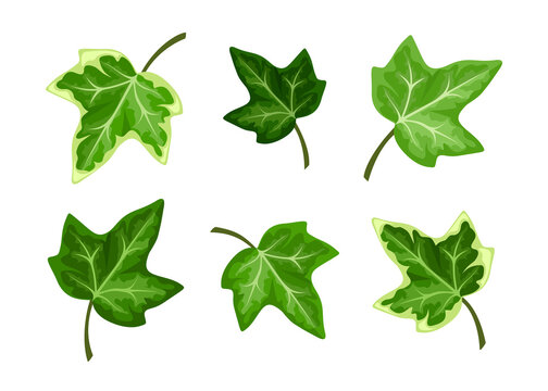 Ivy Leaf Images – Browse 222,532 Stock Photos, Vectors, and Video