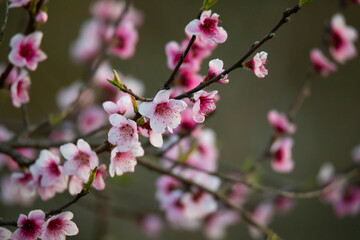 branches of spring blossoming cherry tree