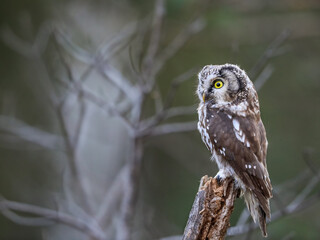 Close -up portrait of tiny brown owl with shining yellow eyes and a yellow beak in a beautiful natural environment. Boreal owl known also as Tengmalm‘s Owl or Richardson’s Owl, Aegolius funereus.
