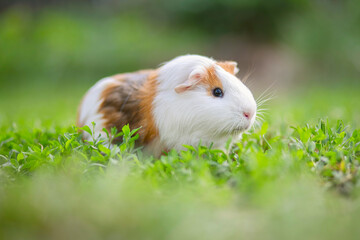 Obraz premium A guinea pig or cavy sitting in the green grass. Guinea pig walking on the lawn
