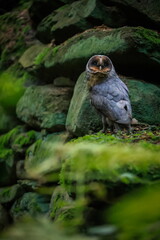 Moody photo, an owl on an old stone wall overgrown with moss. Barn Owl, Tyto alba
