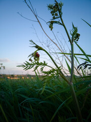 biedronki © arszii