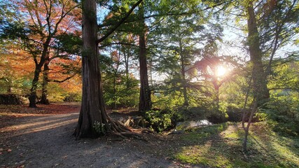 Autumn in a park with sun