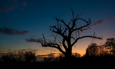Baum Silhouette am Abend