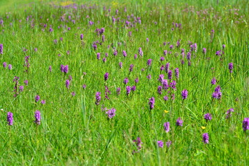 Southern marsh Orchid, Marsh of Spring flowers.
