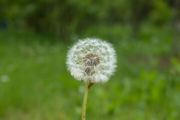 Dandelion. 05.06.2021 17:20
