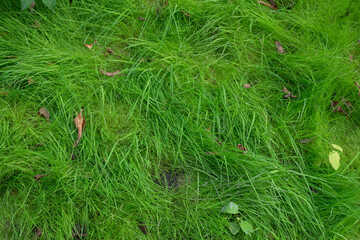 Green unmown lawn. Wild grass with fallen leaves. Natural background. Ecology concept.