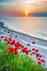 Deurstickers Rode klaprozen veld Zwarte Zee - Vama Veche, Roemenië © ecstk22