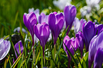 Beautiful violet spring crocuses in the garden. Flowering of bulbous plants in the garden. Floral spring background with purple crocus flowers