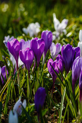 Beautiful violet spring crocuses in the garden. Flowering of bulbous plants in the garden. Floral spring background with purple crocus flowers