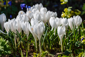 Fototapeta premium White crocuses growing on the ground in early spring. First spring flowers blooming in garden. Spring meadow full of white crocuses, Bunch of crocuses. White crocus blossom close up in early spring