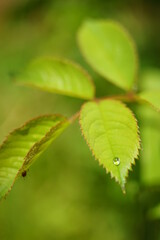 Rain drop on green leaf of rose flower in the garden