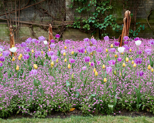 Purple tulips in bloom on a flower bed in a garden.