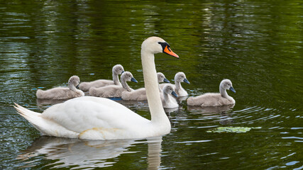 Elegant white mute swan and cute cygnets on pond surface. Cygnus olor. Beautiful wild long necked bird with young gray offsprings swimming in water with green trees mirroring. Idyllic fairytale scene.