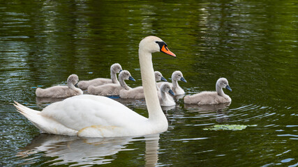 Elegant white mute swan and cute cygnets on pond surface. Cygnus olor. Beautiful wild long necked...