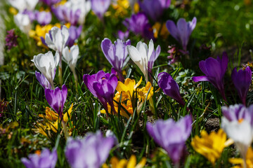 Beautiful spring background with close-up of a group of blooming purple, yellow, white crocus flowers in spring garden. Growing early-flowering bulbous plants